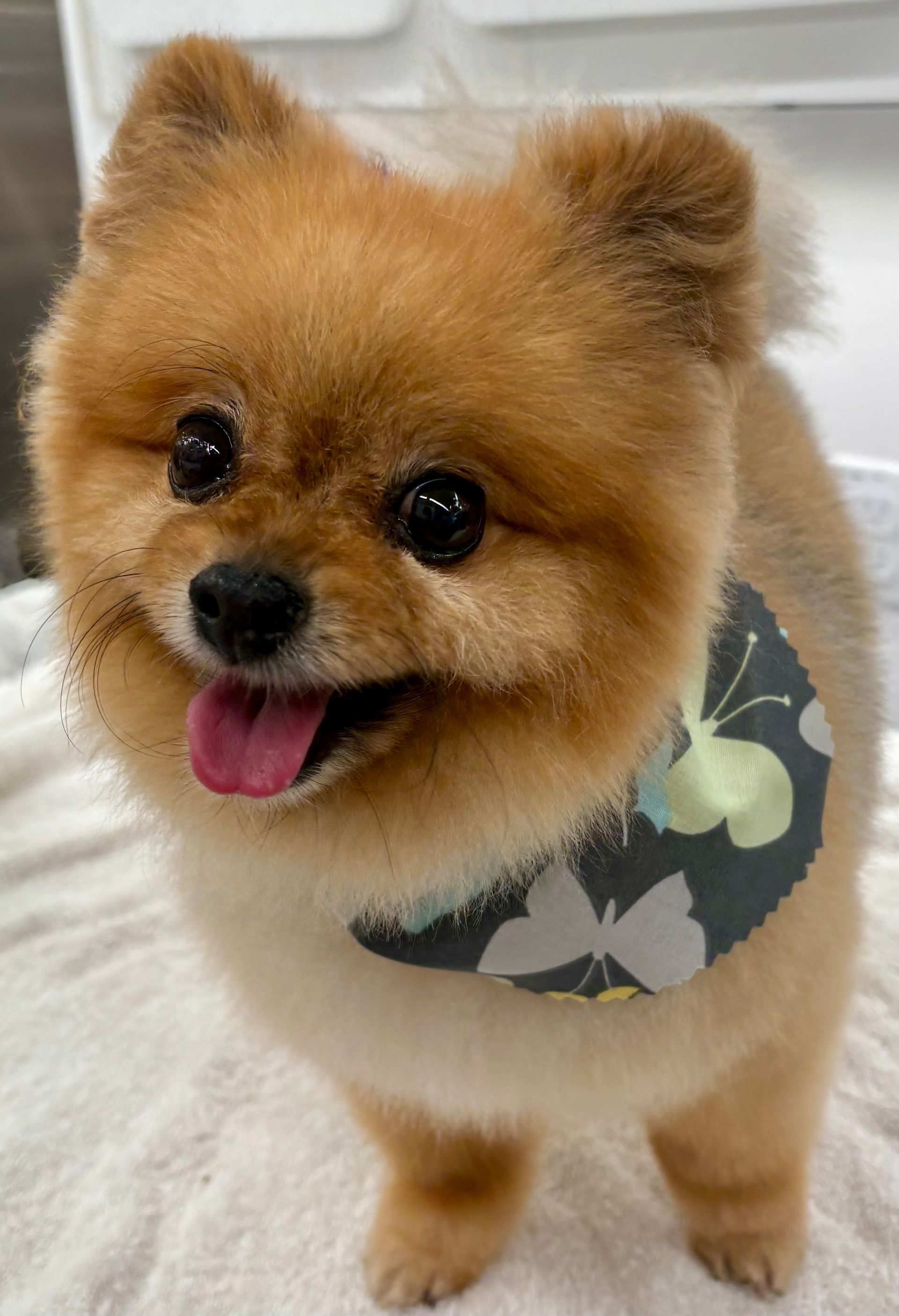 mobile groomer near me