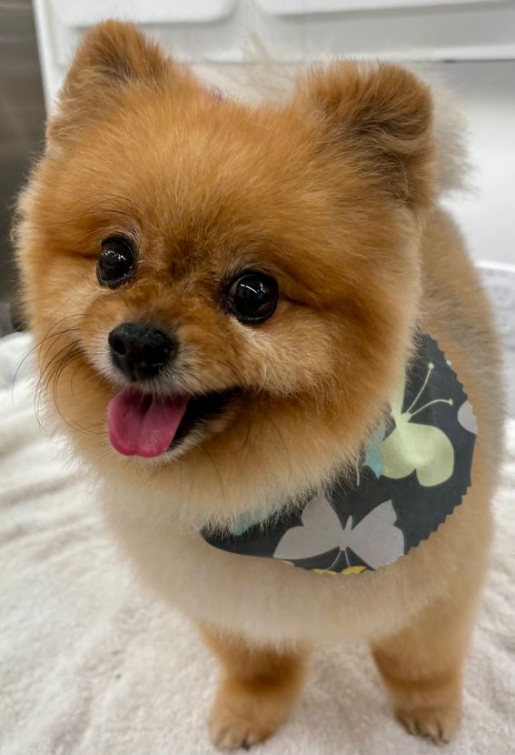 dog groomers near me