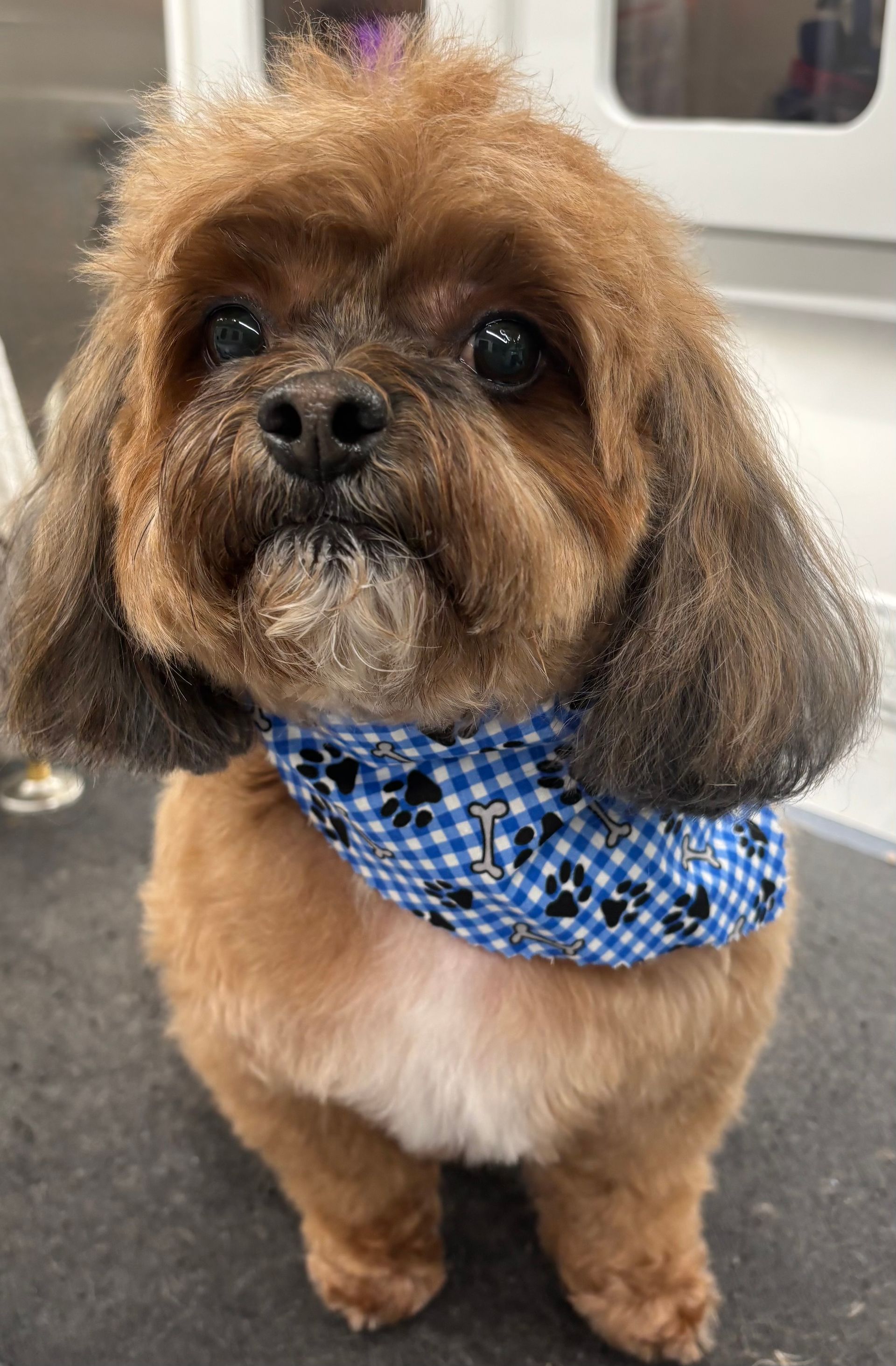 mobile dog groomer kirkland