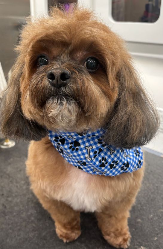 mobile dog grooming