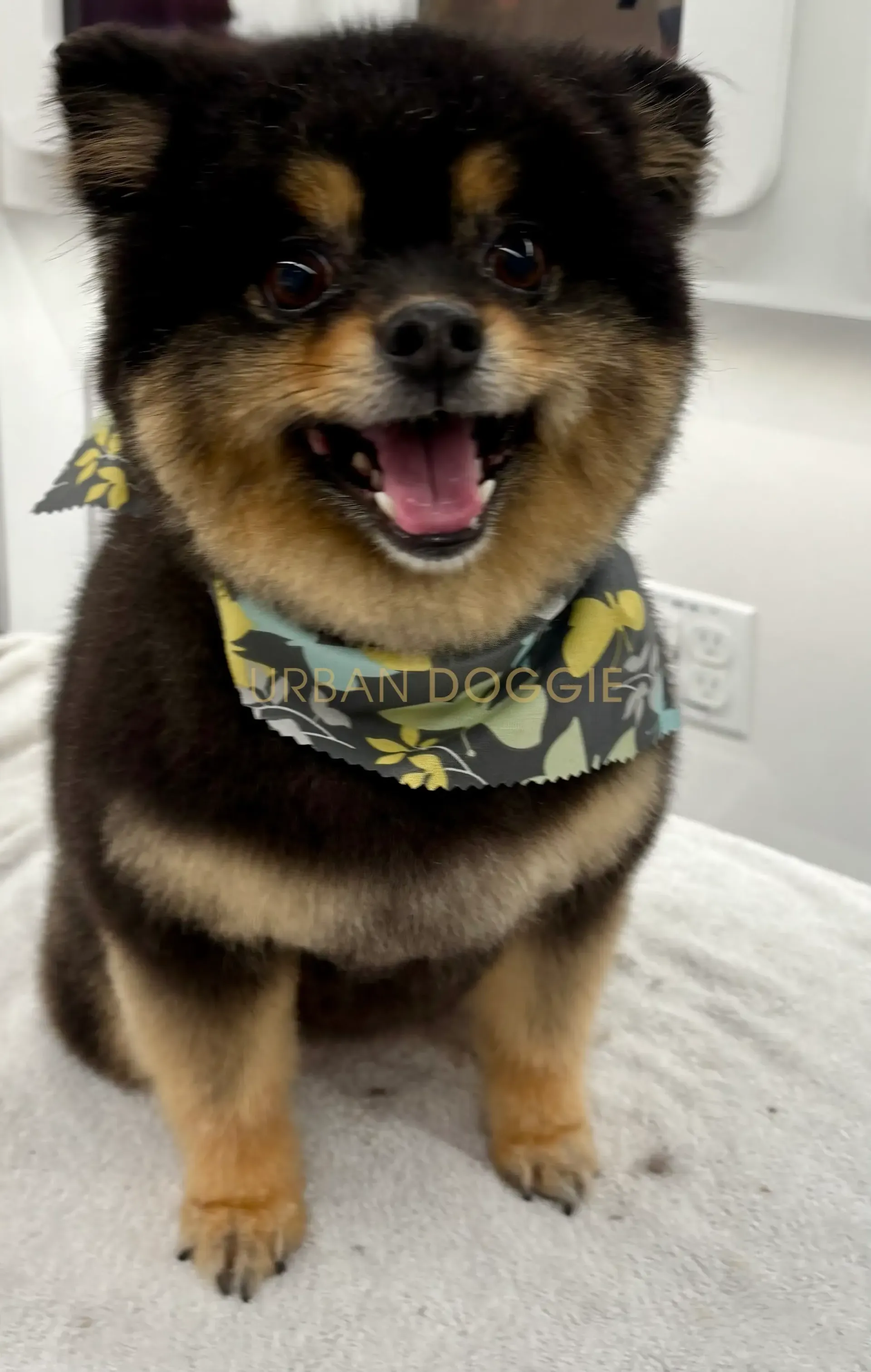 Fresh Pomeranian cut by Urban Doggie in Bridle Trails Kirkland, WA.