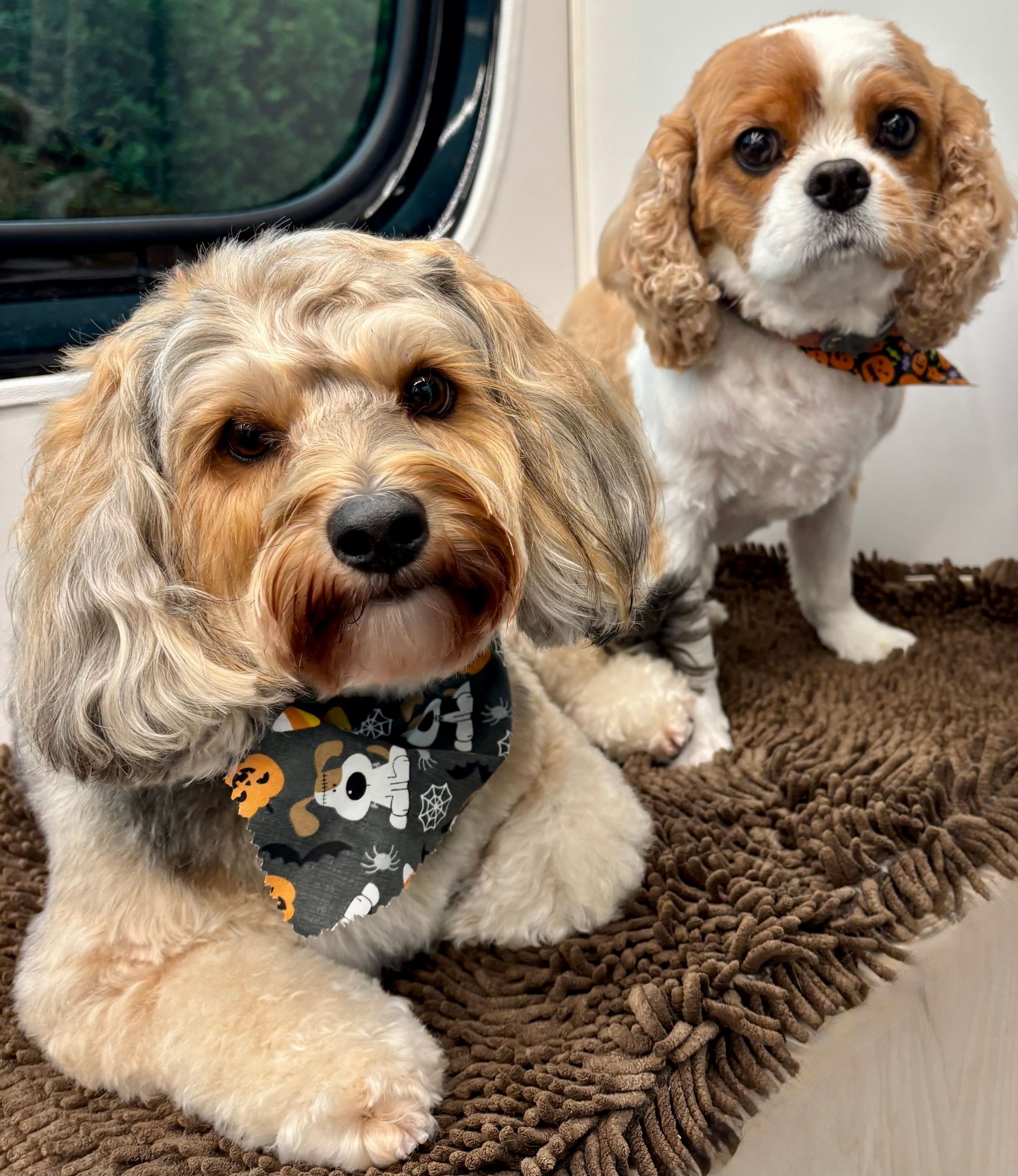 small dog groomers near me