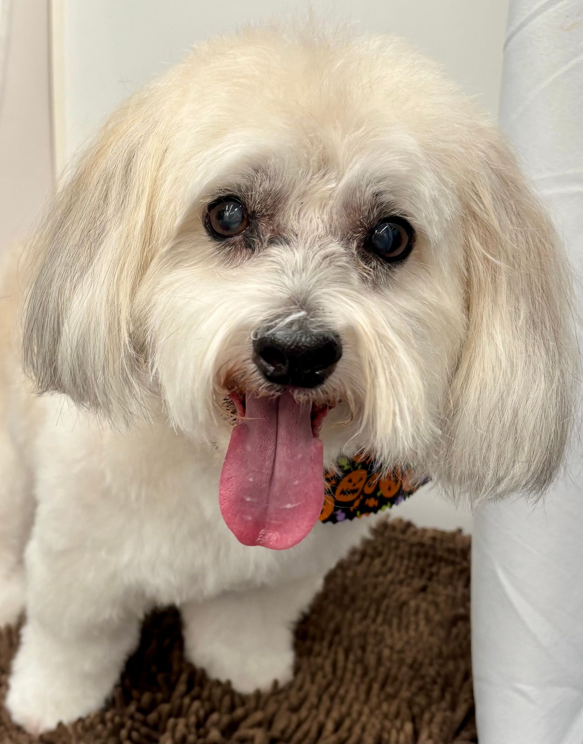 dog grooming at home