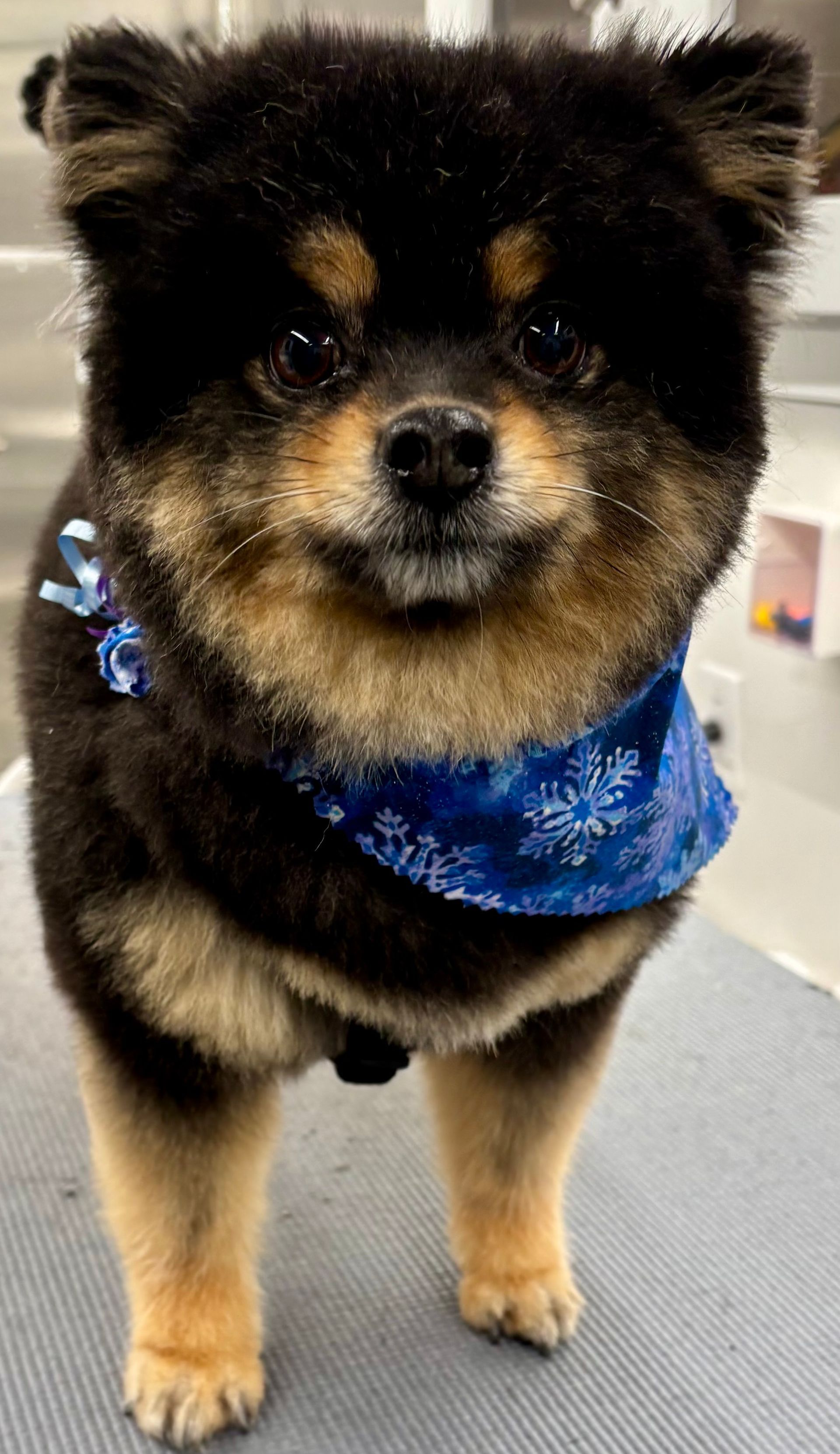 dog grooming near me