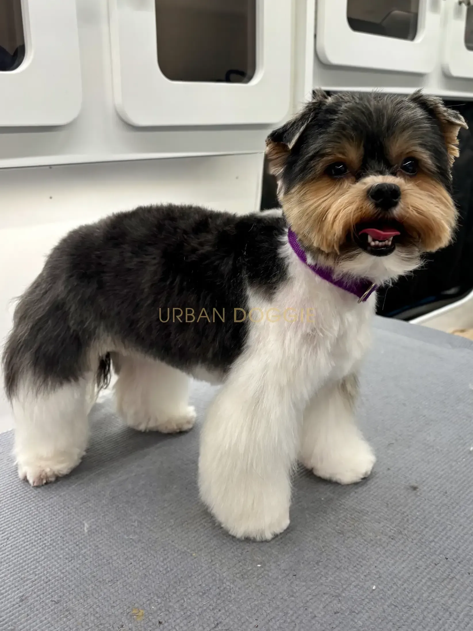 Biewer groom by Urban Doggie in Downtown Kirkland, WA.