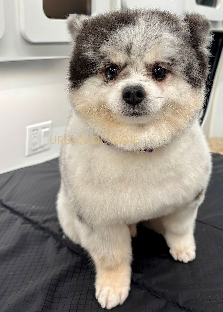 Cavalier King Charles Spaniel breed cut by Urban Doggie in Houghton, Kirkland.