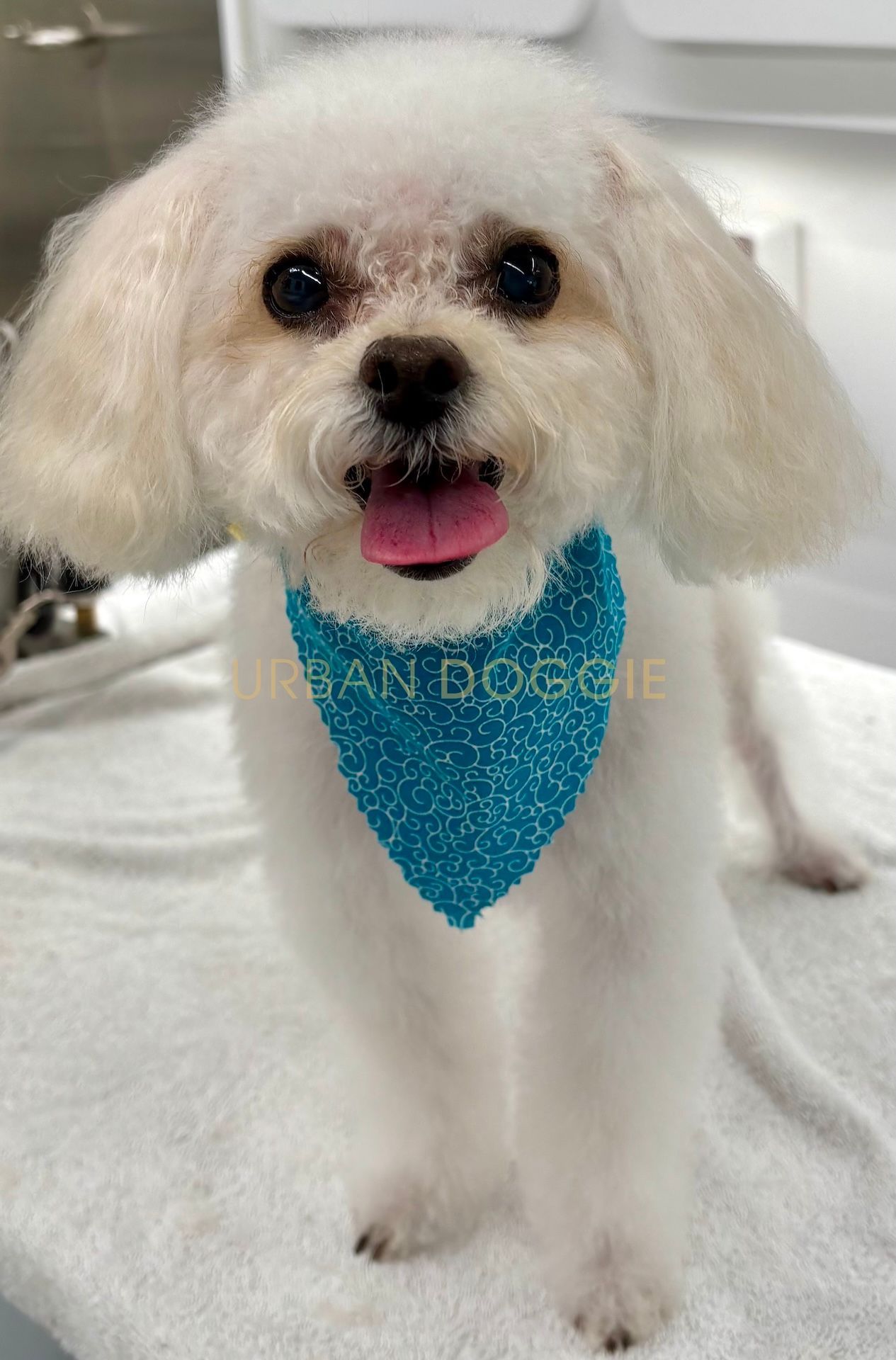 Maltipoo groom by Urban Doggie in Highlands, Kirkland.