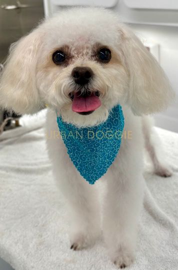 Great Maltipoo grooming by Urban Doggie Mobile Dog Grooming Kirkland, WA.