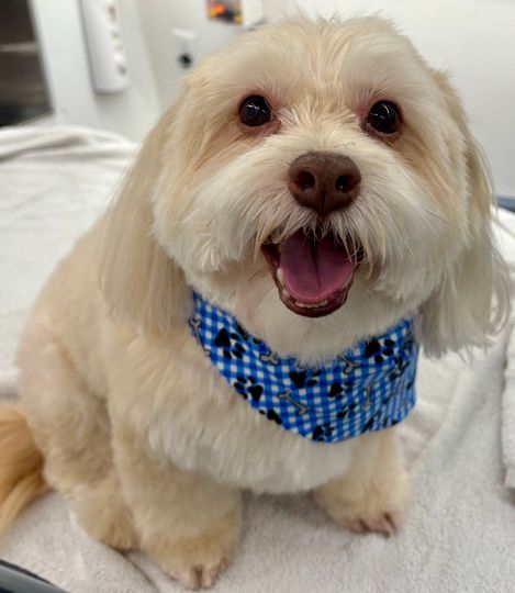 A fresh Havanese puppy cut by Urban Doggie Mobile Dog Grooming in Grass Lawn, Redmond, WA. 