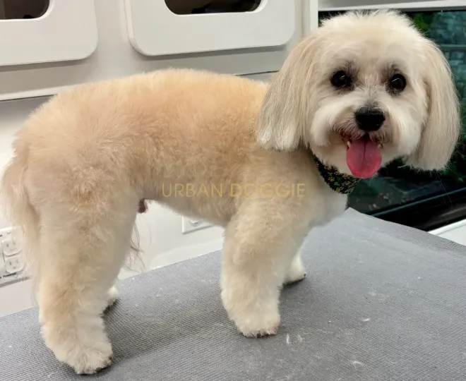 Havanese senior dog grooming by Urban Doggie Mobile Dog Grooming near Market, Kirkland.