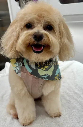 Fun loving maltipoo haircut by Urban Doggie Mobile Dog Grooming in Rose Hill, Kirkland, WA.