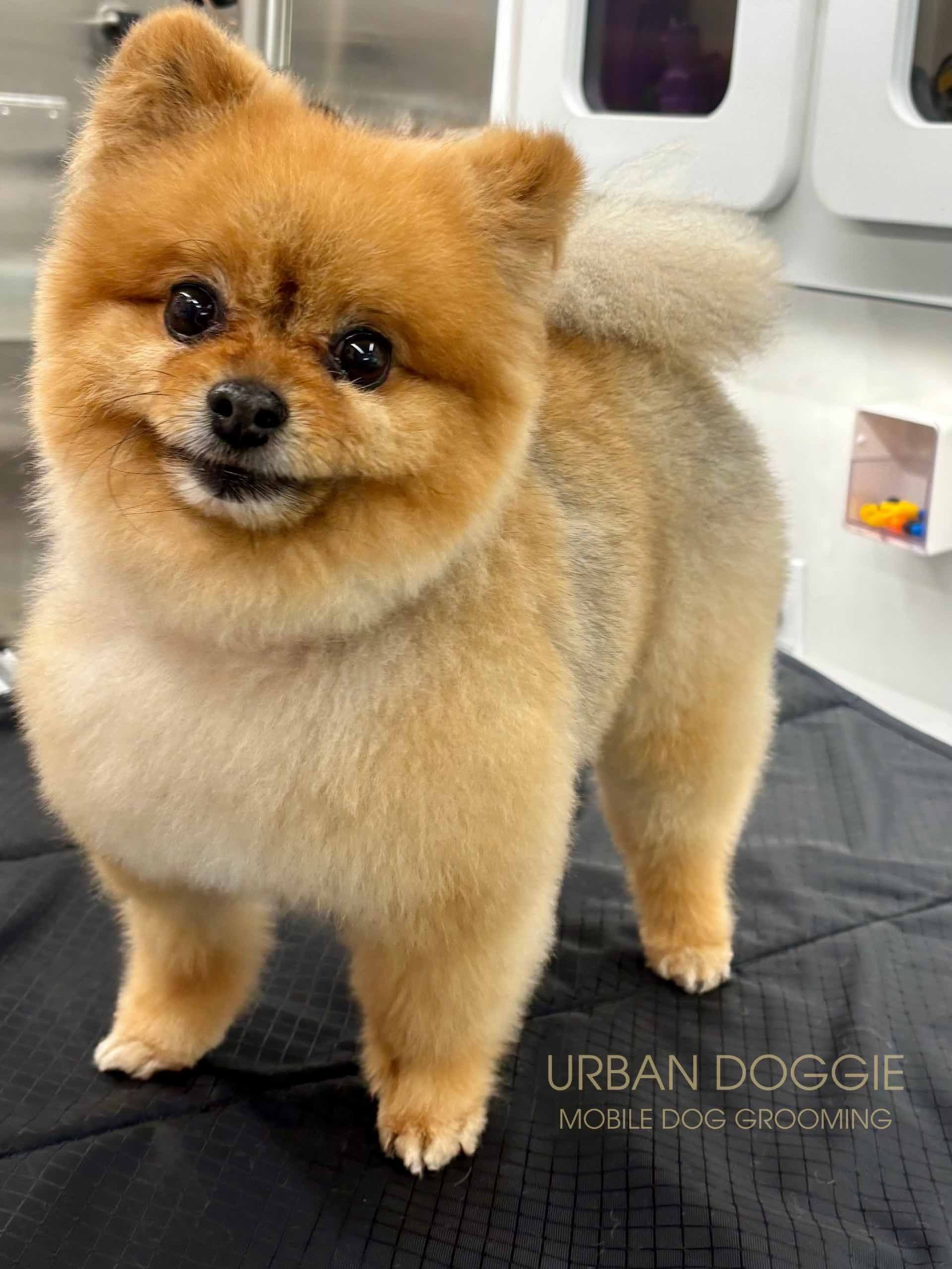 A red Pomeranian grooming by Urban Doggie Mobile Dog Grooming in Kirkland, WA. Kirkland's small dog groomer.