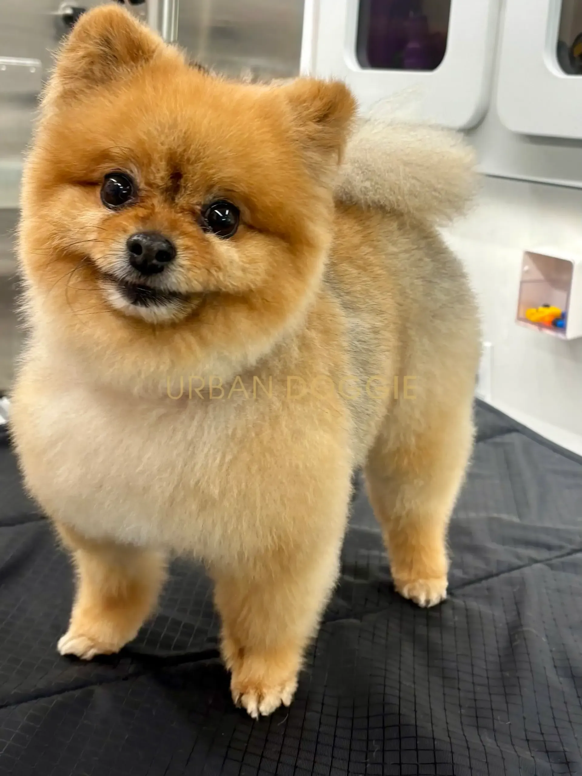 A red Pomeranian grooming by Urban Doggie Mobile Dog Grooming in Kirkland, WA. Kirkland's small dog groomer.