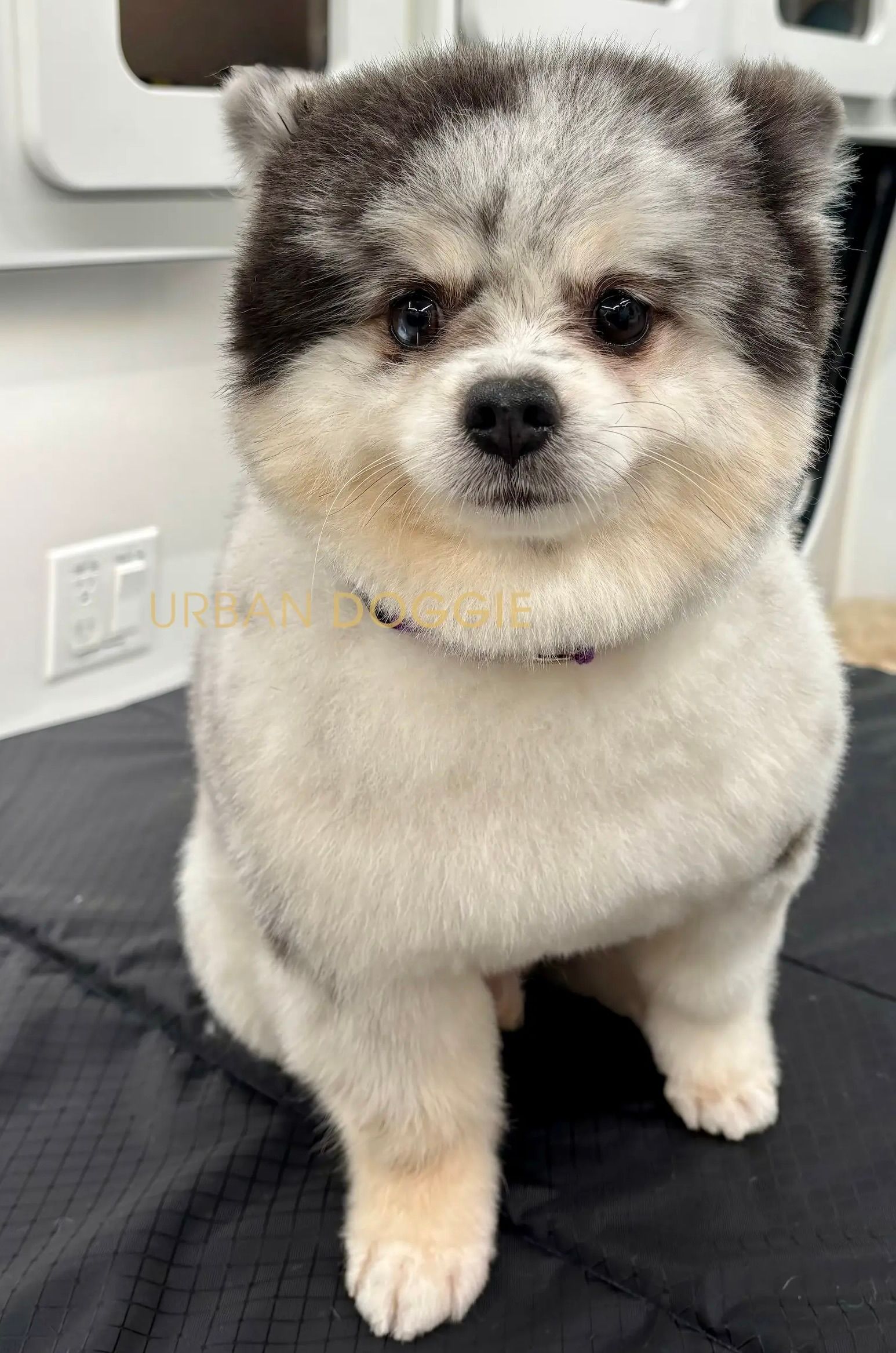 Nice and tight Pomeranian grooming by Urban Doggie Mobile Dog Grooming, Kirkland's pet groomer and small dog specialist. 