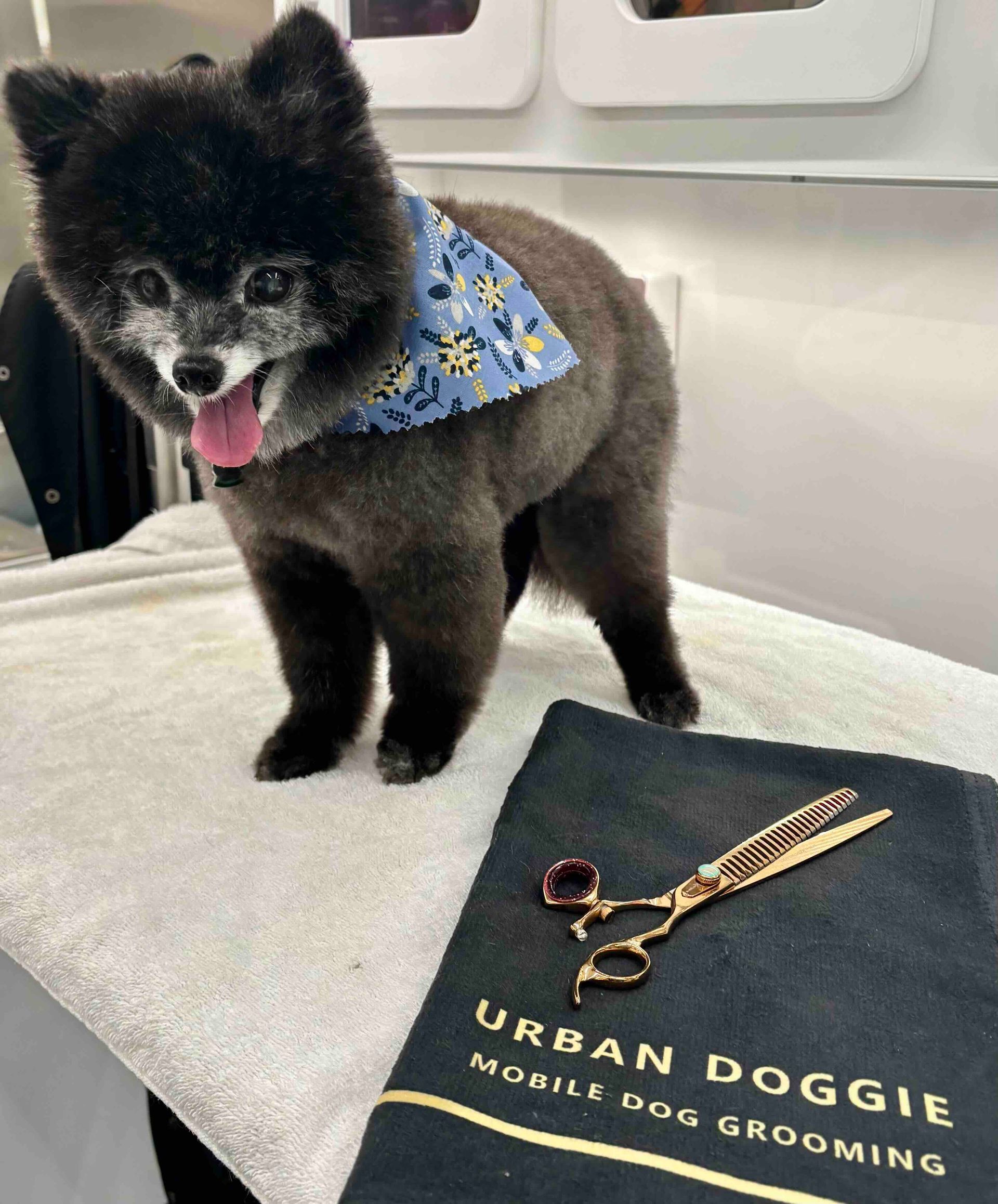 Cage-free mobile senior dog grooming service by Urban Doggie. This senior in Norkirk, Kirkland WA just finished full 'Teddy Bear' cut at their home