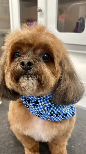 Shih Tzu haircut session in Kirkland by Urban Doggie Mobile Dog Grooming.