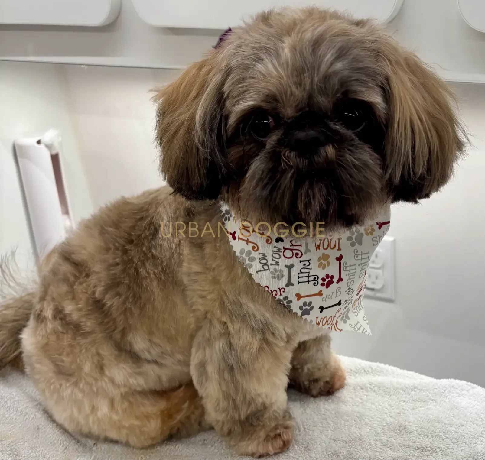 The classic teddy bear Shih Tzu grooming by Urban Doggie Mobile Dog Grooming, Kirkland's favorite small dog specialist. 