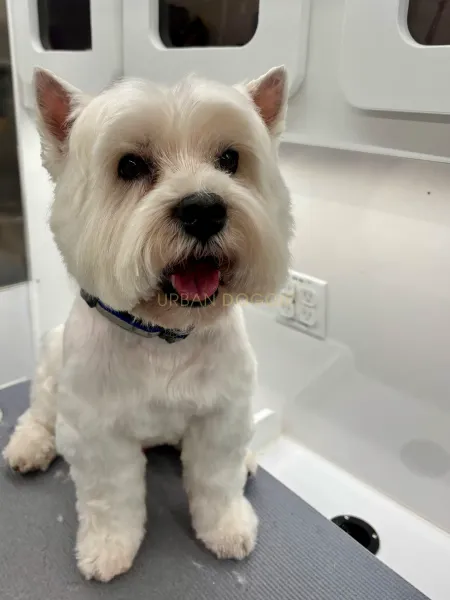A fresh Westie grooming session by Urban Doggie Mobile Dog Grooming in Kirkland, WA., Kirkland's small dog pet groomer.