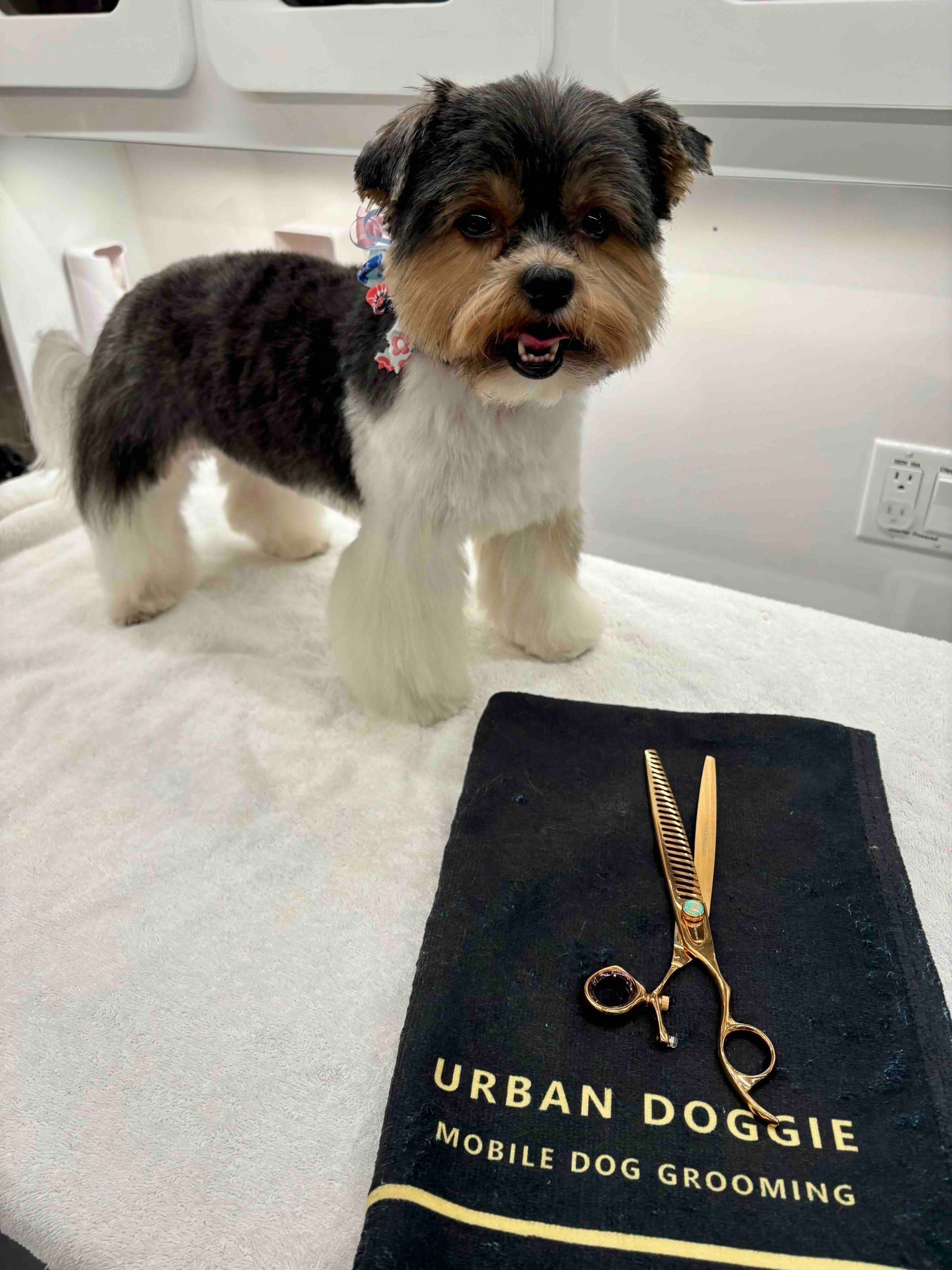 Yorkie grooming Kirkland in the Moss Bay neighborhood by Urban Doggie Mobile