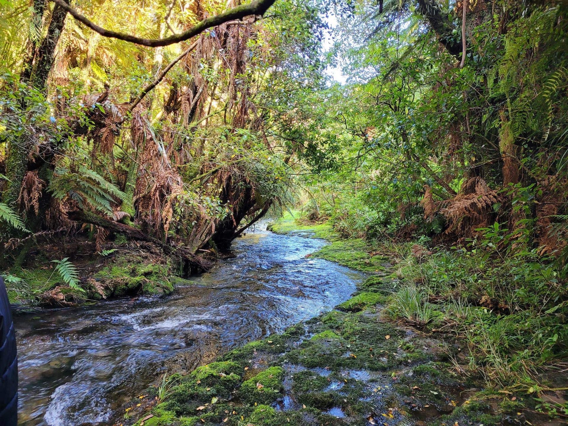 A river in the middle of a forest surrounded by trees and moss.