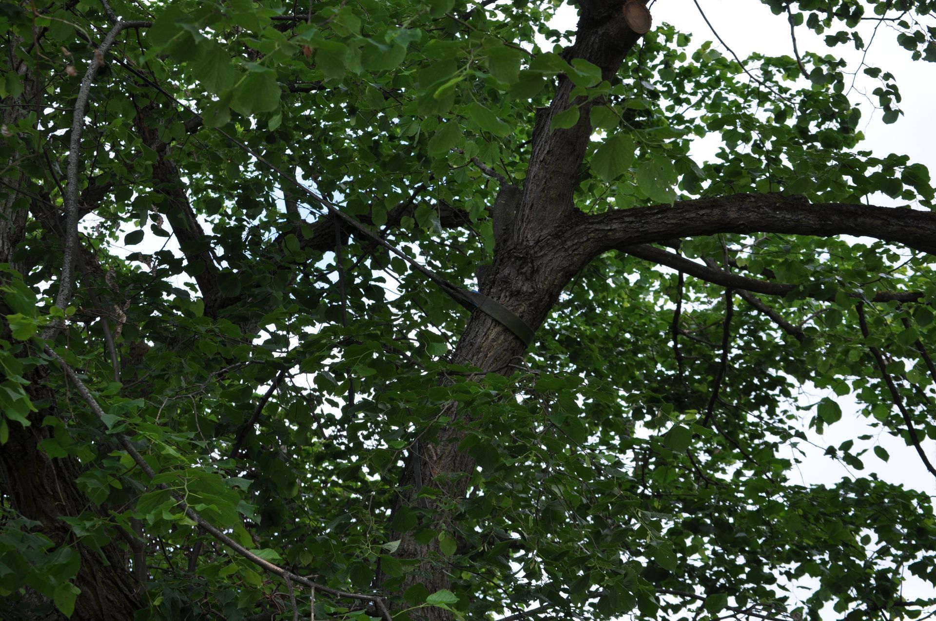 A tree with lots of leaves against a cloudy sky