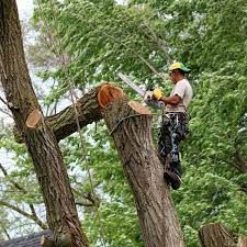 A man is cutting down a tree with a chainsaw.