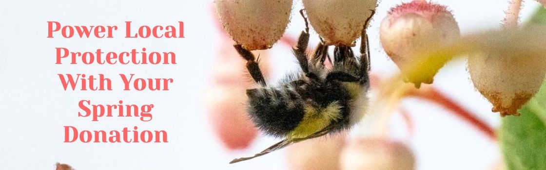 A bee on a huckleberry flower and the words power local protection with your gift.