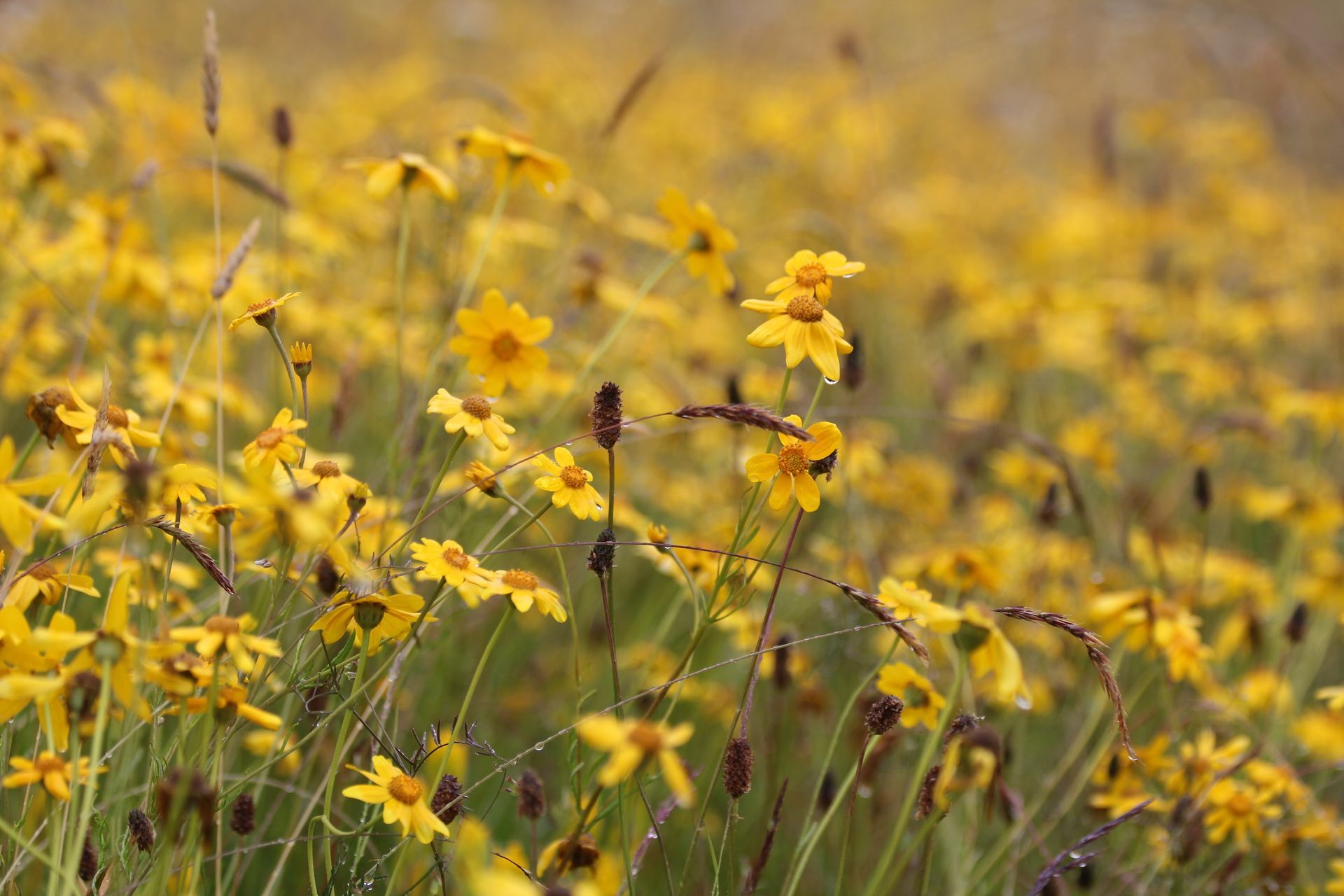For Love Of The Vanishing Prairie