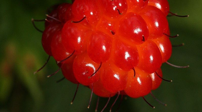 Rubus spectabilis