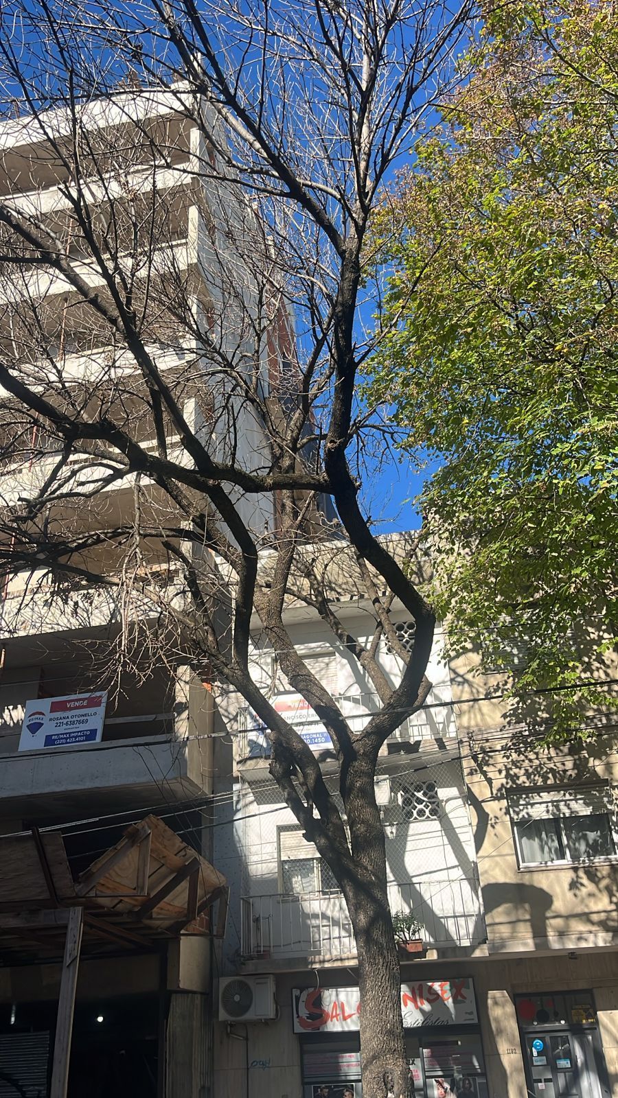 Árbol desnudo frente a un edificio alto con carteles, otro árbol con hojas verdes, día soleado.