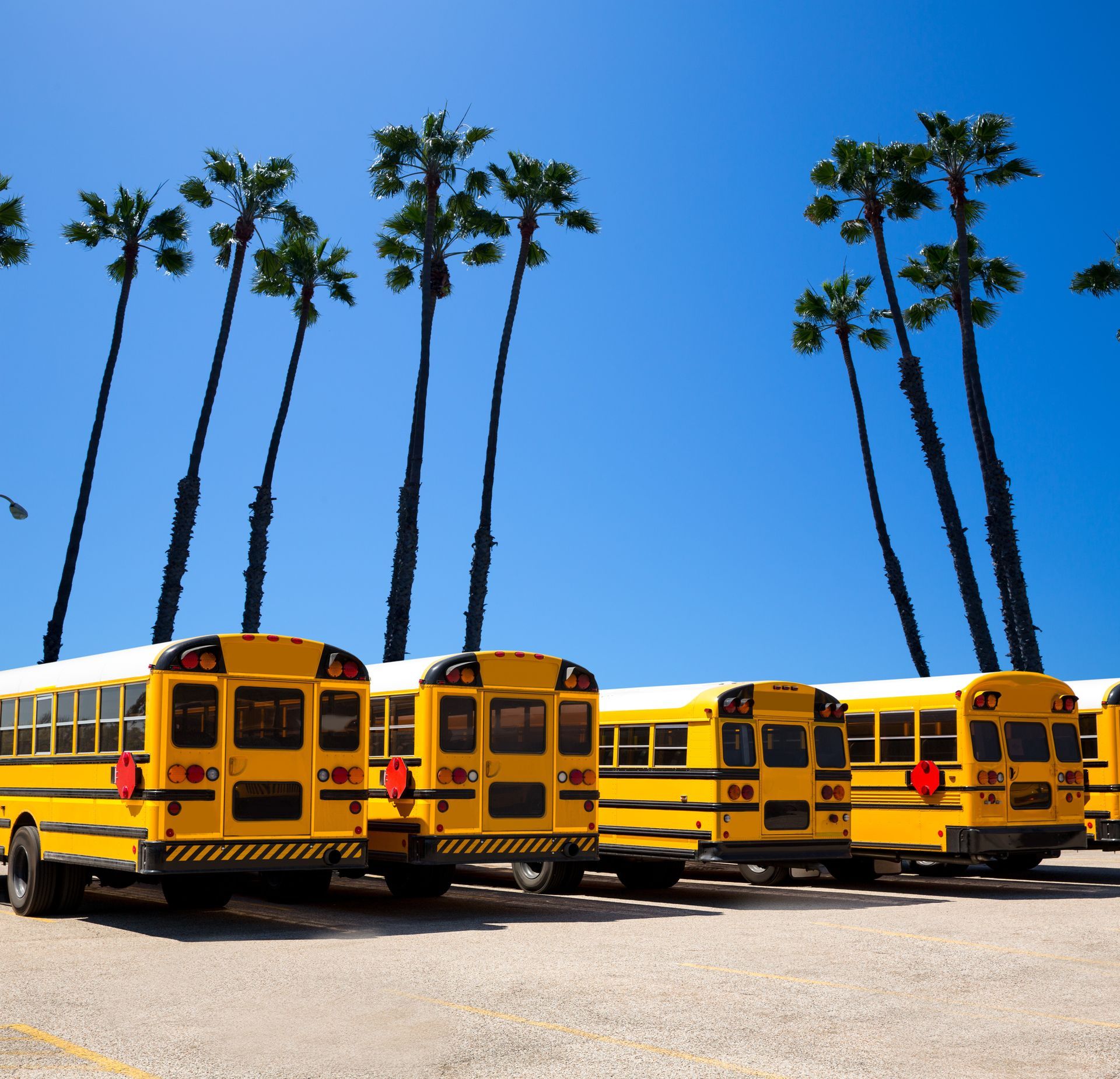 A row of school buses are parked in a parking lot with palm trees in the background