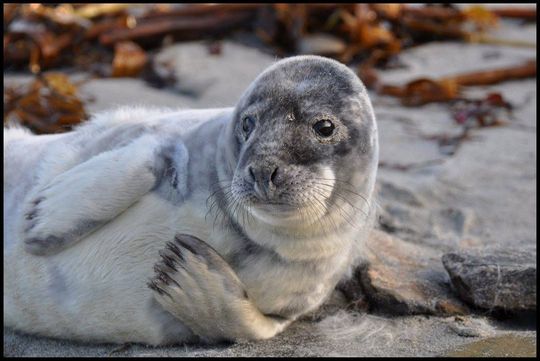 Seals