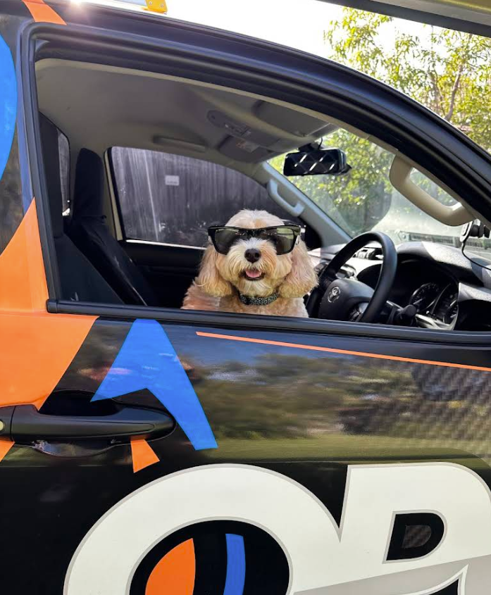 Dog in OPG Work Ute — Otto's Plumbing & Gasfitting Pty Ltd In McDowall, QLD