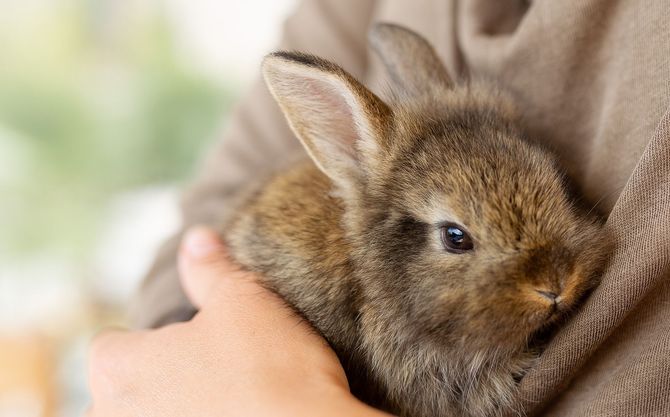 a person in a brown sweater holding a small brown rabbit