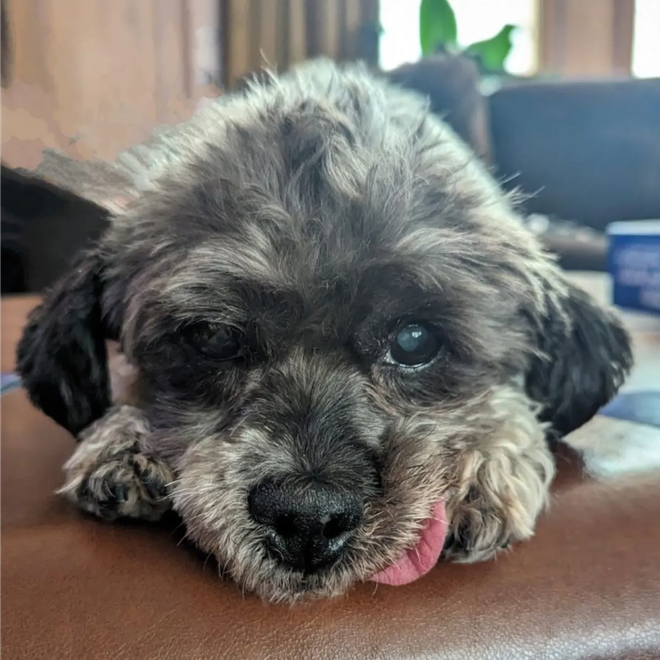 Small dog with gray and black fur, resting its chin on a surface with tongue sticking out.