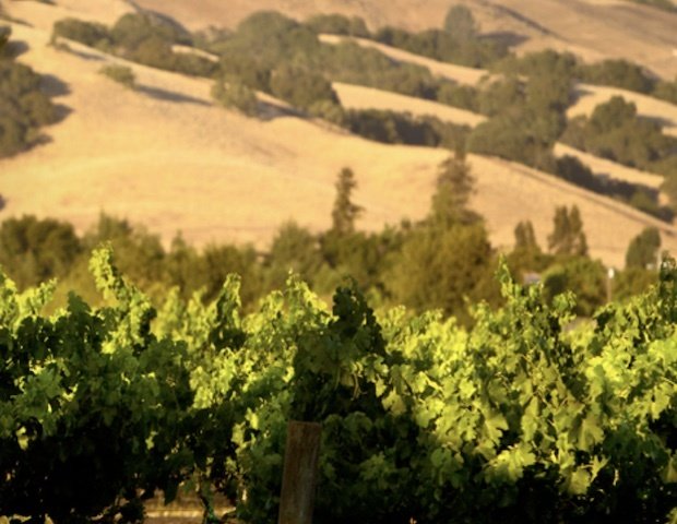 Guglielmo Winery Gilroy