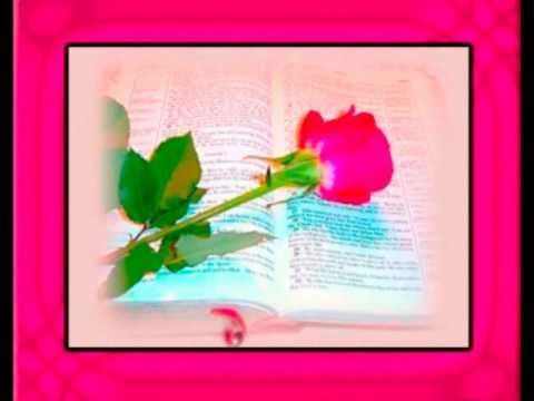 A pink rose is sitting on top of an open book.