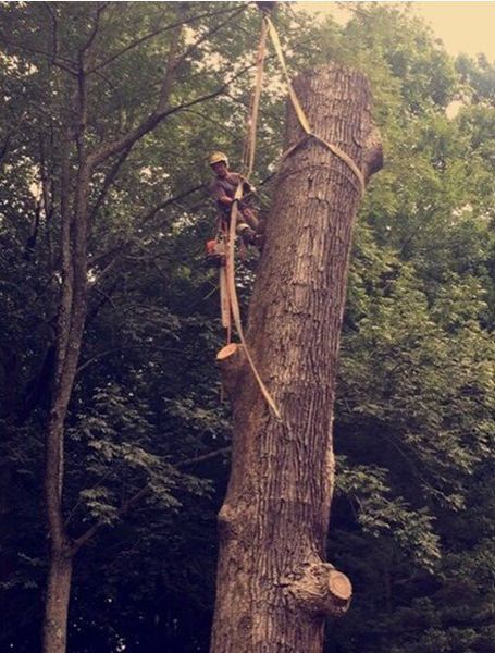 Arborist in safety gear cutting a tree trunk, with ropes tied around the top section.