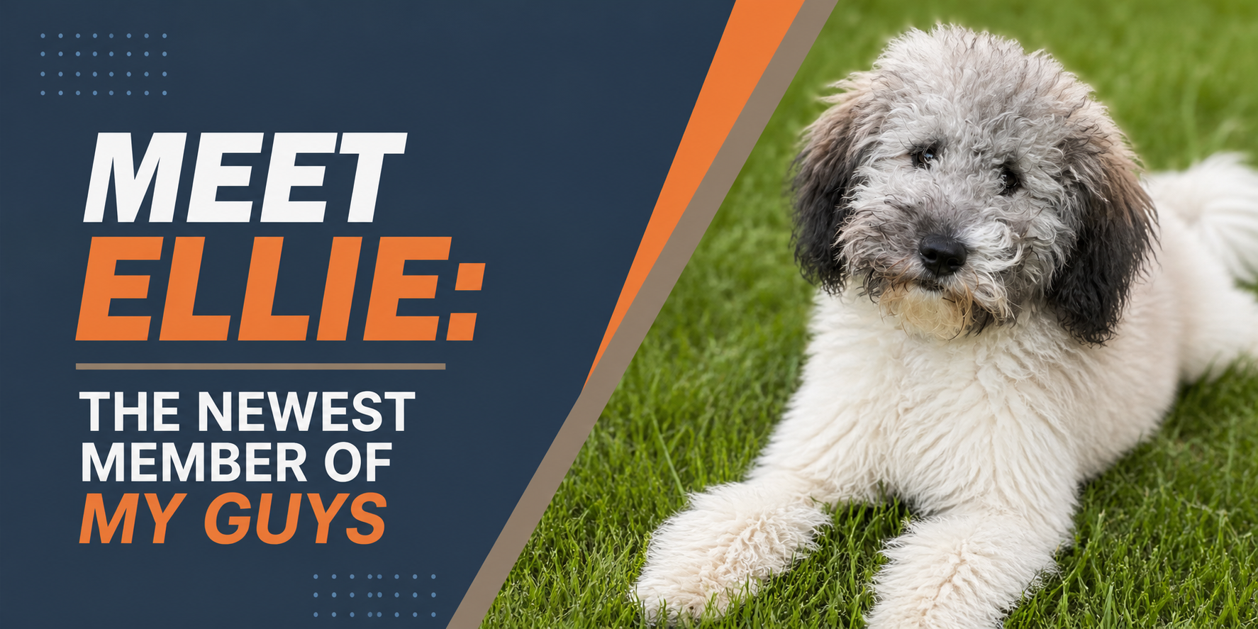 Fluffy white puppy on blue background with orange text: “Meet Ellie, the newest member my guys.”