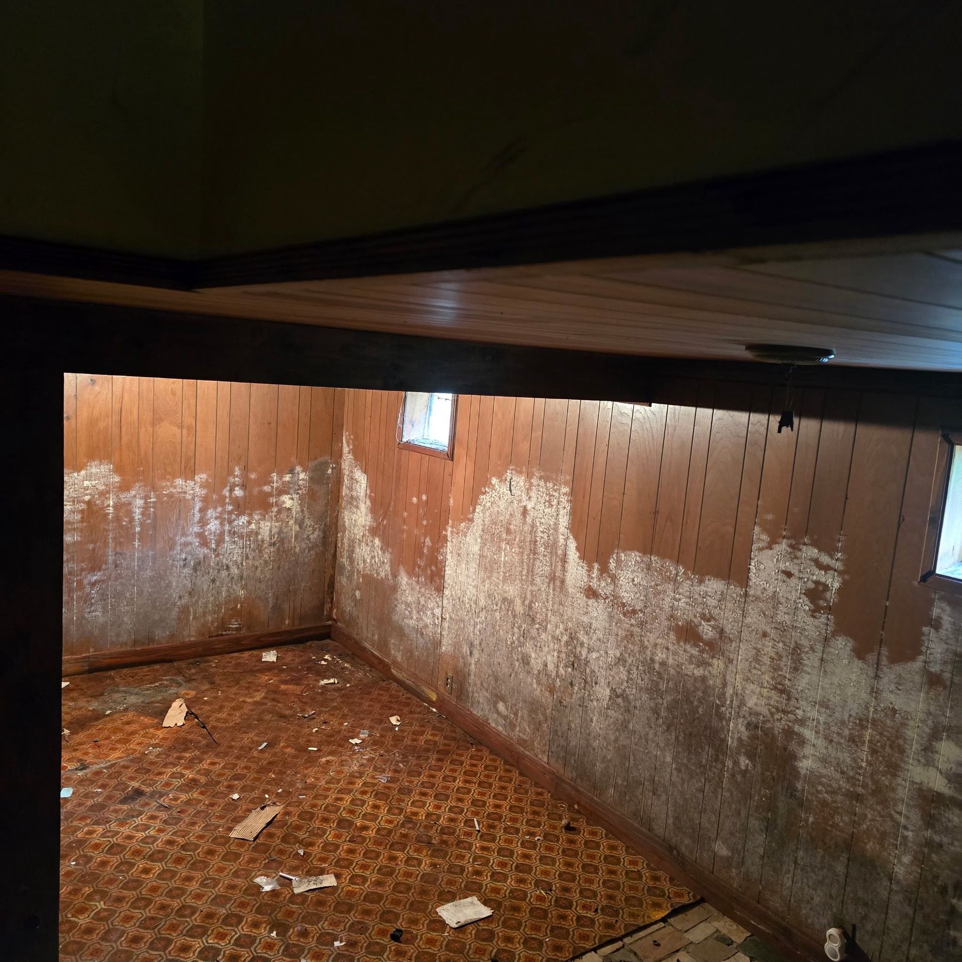 A dim basement with wood-paneled walls covered in white mineral deposits and patches of mold above a patterned carpet.