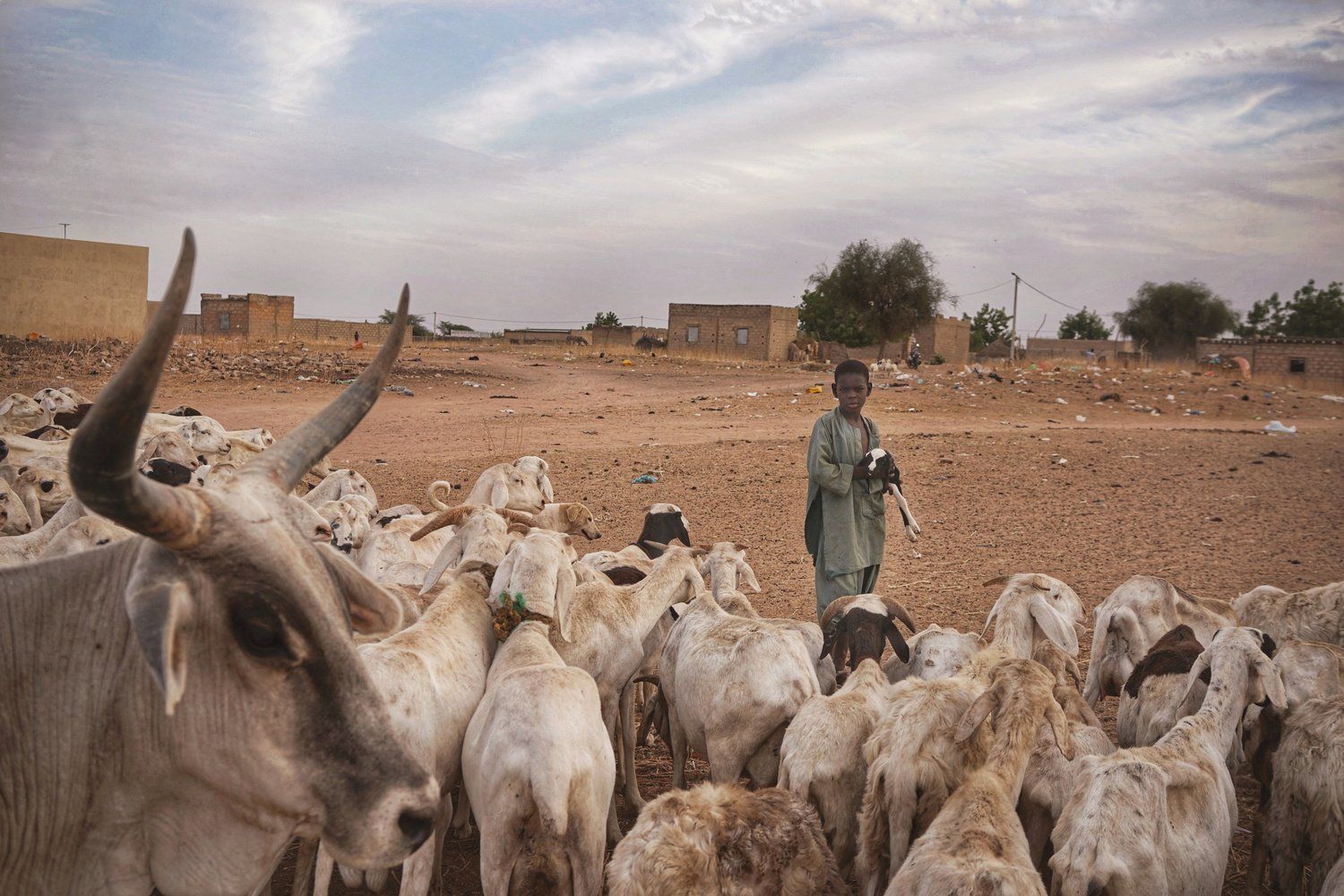 The Boy and the Lamb