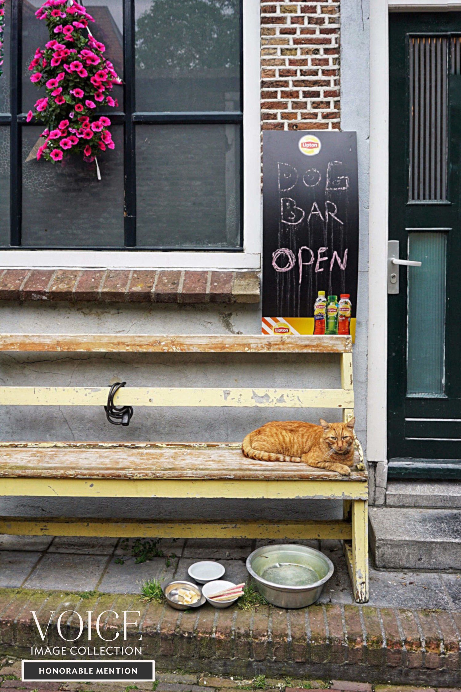 Dog bar open