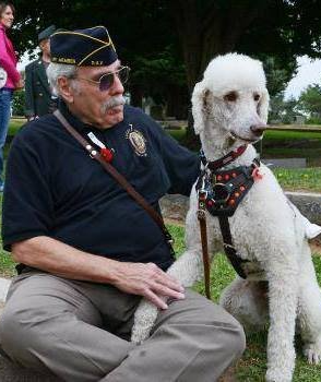 An older man in a veteran's cap sits with a white poodle. They are outdoors.