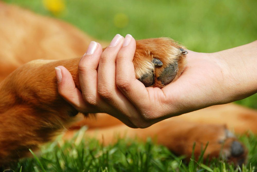 person holding puppy paw