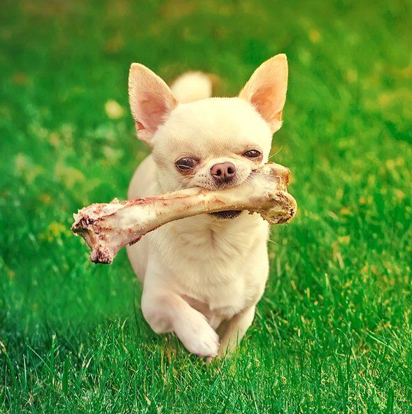 little dog carrying big bone