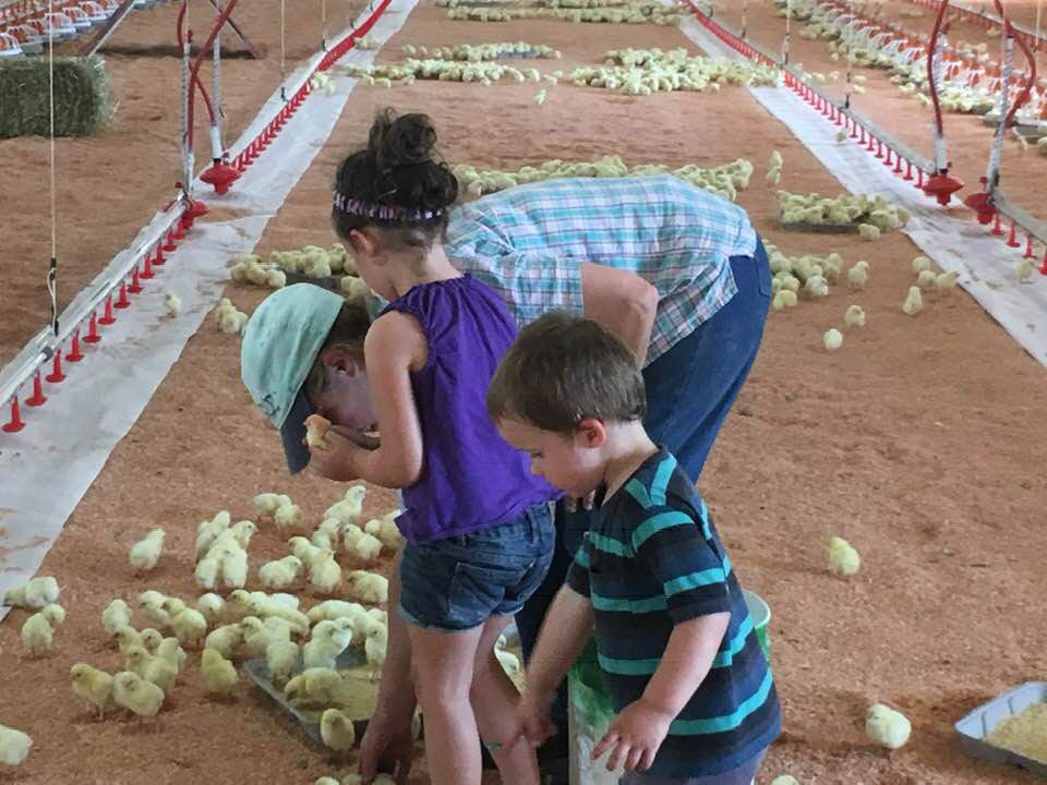 Rustrum kids at the chicken farm