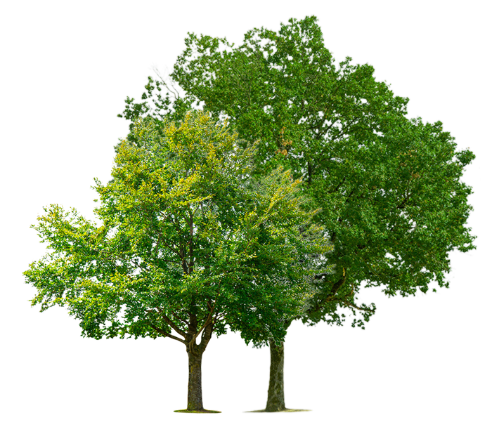 Two tall trees — Kalamazoo, MI — Precision Tree Care Two tall trees — Kalamazoo, MI — Precision Tree Care