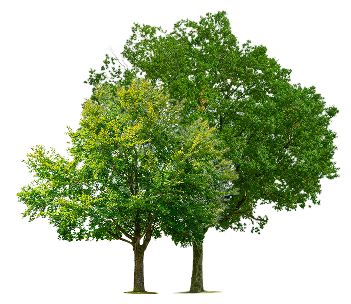 Two tall trees — Kalamazoo, MI — Precision Tree Care
