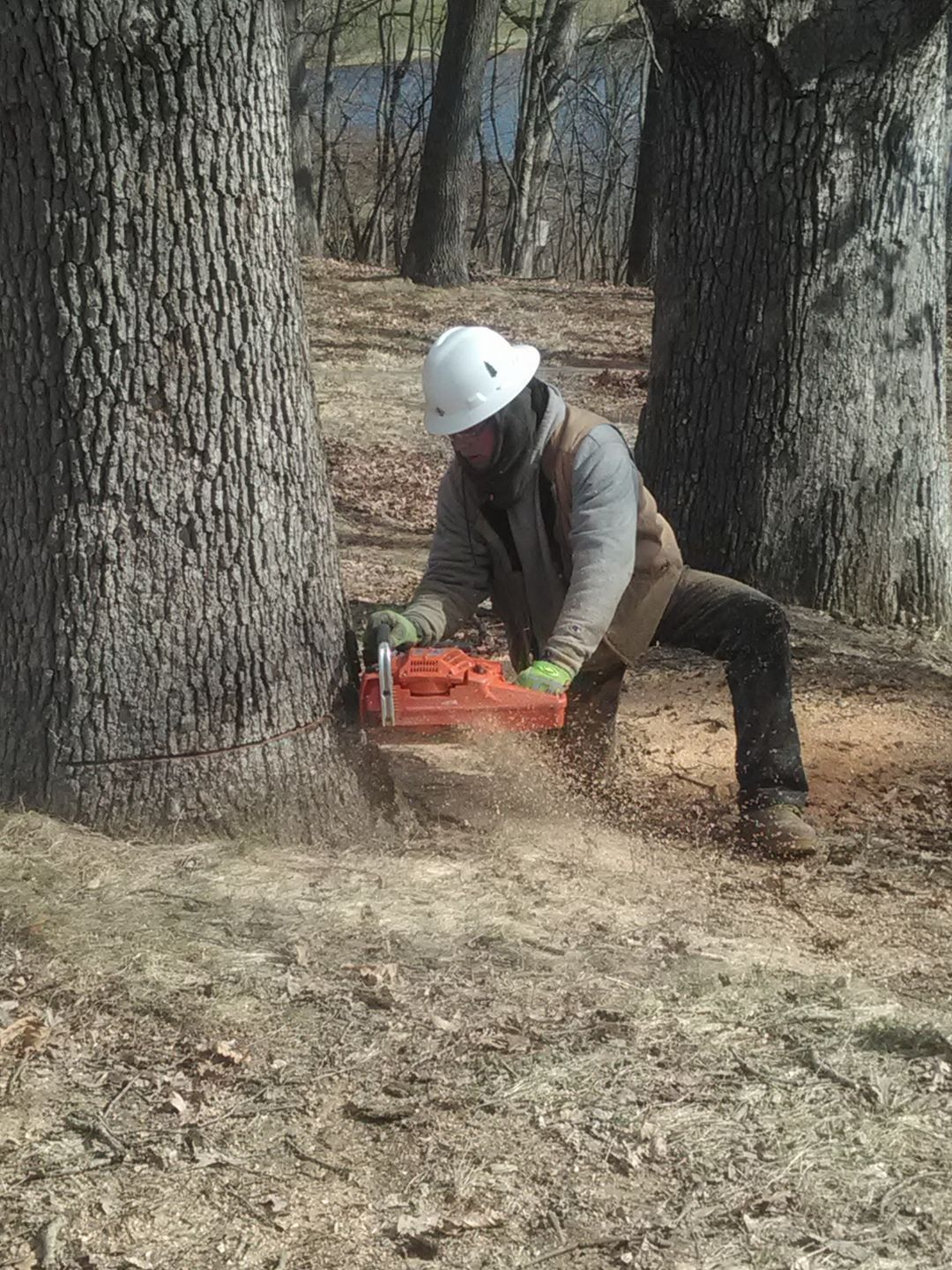 Tree removal — Kalamazoo, MI — Precision Tree Care