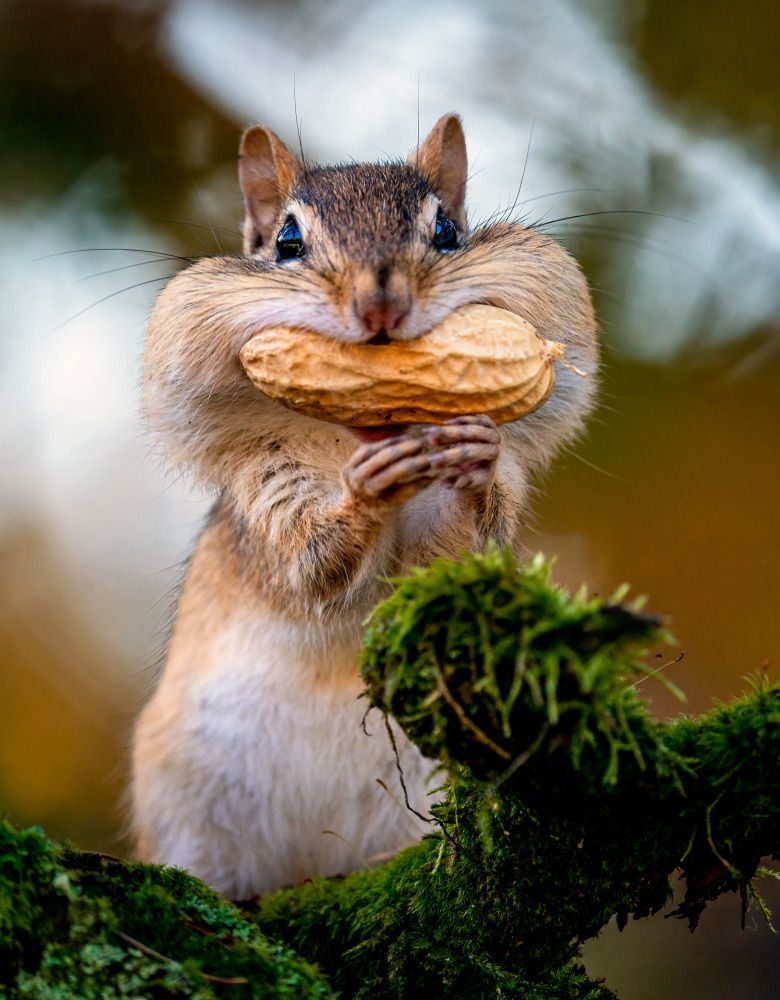 Camping Life Gallery - Eastern Chipmunk